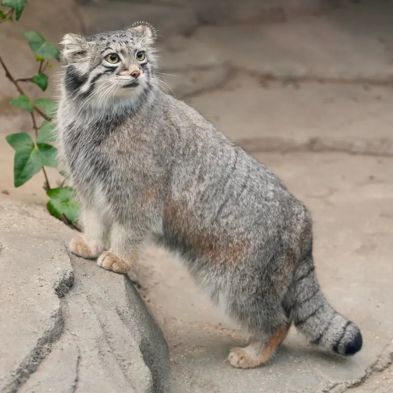 A photograph of Oto in Kobe Animal Kingdom