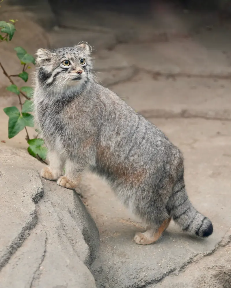 A photograph of Oto in Kobe Animal Kingdom