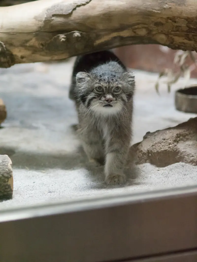 A photograph of Klyon in Ueno Zoological Gardens