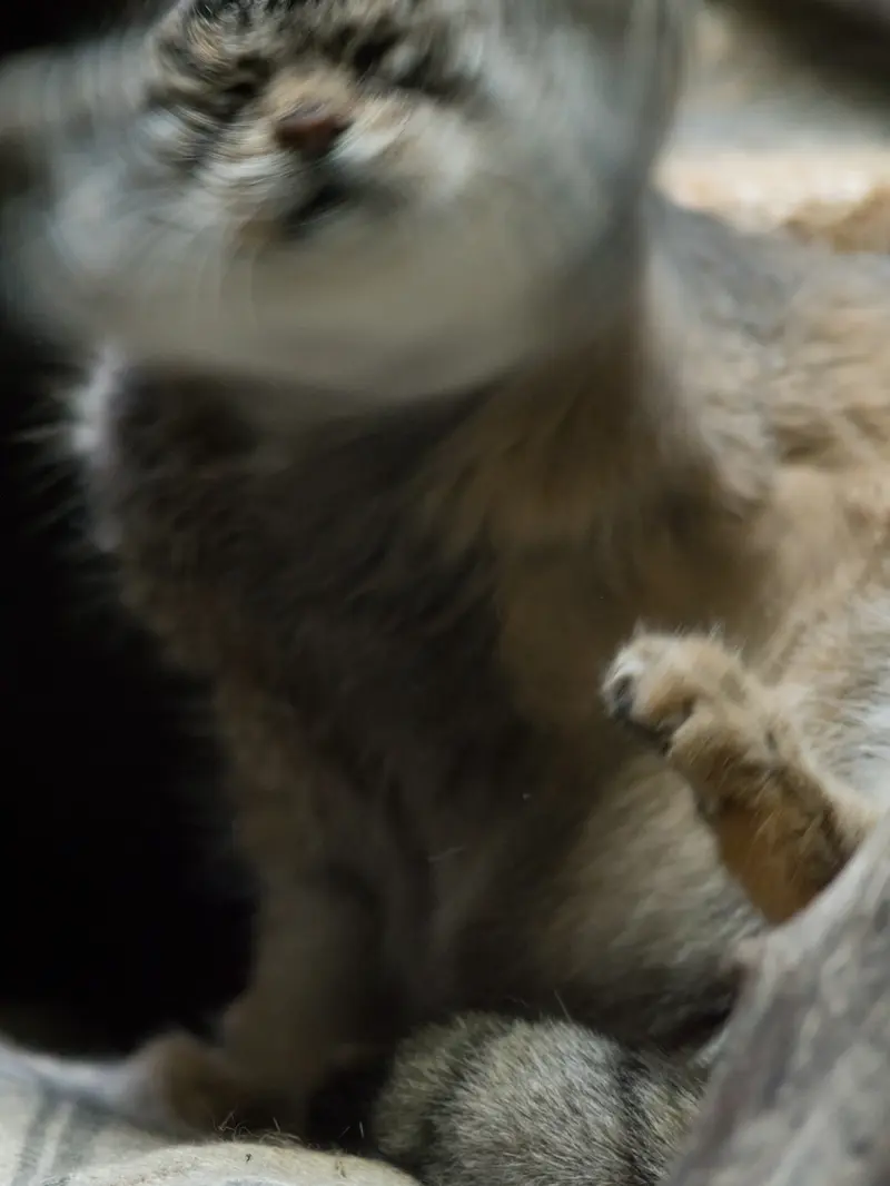 A photograph of Primula in Ueno Zoological Gardens