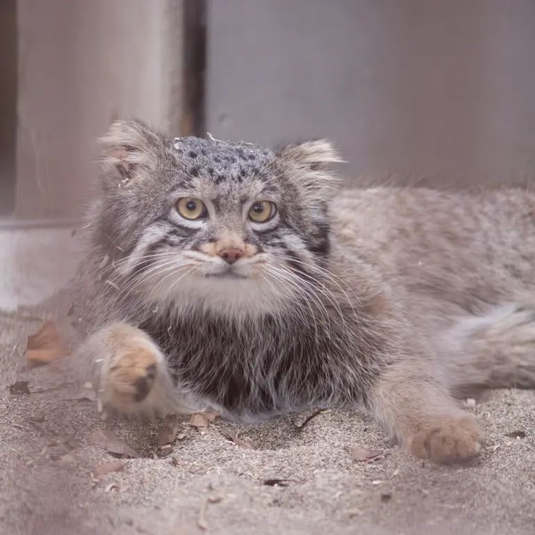 A photograph of Figa in Nogeyama Zoo