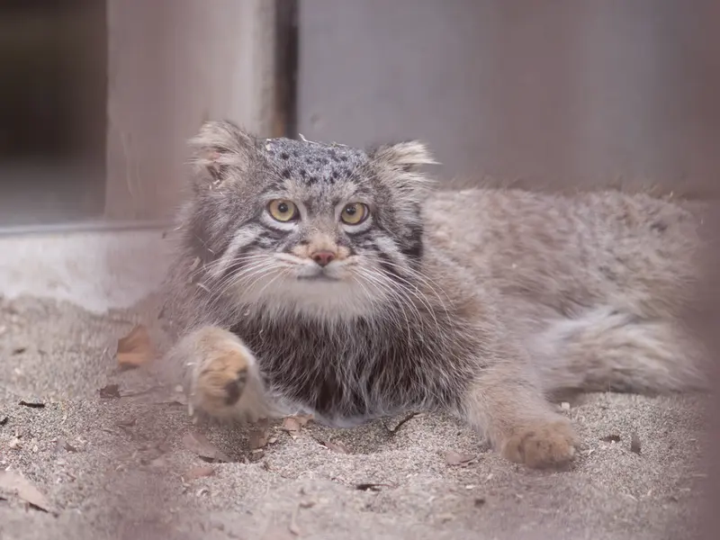 A photograph of Figa in Nogeyama Zoo