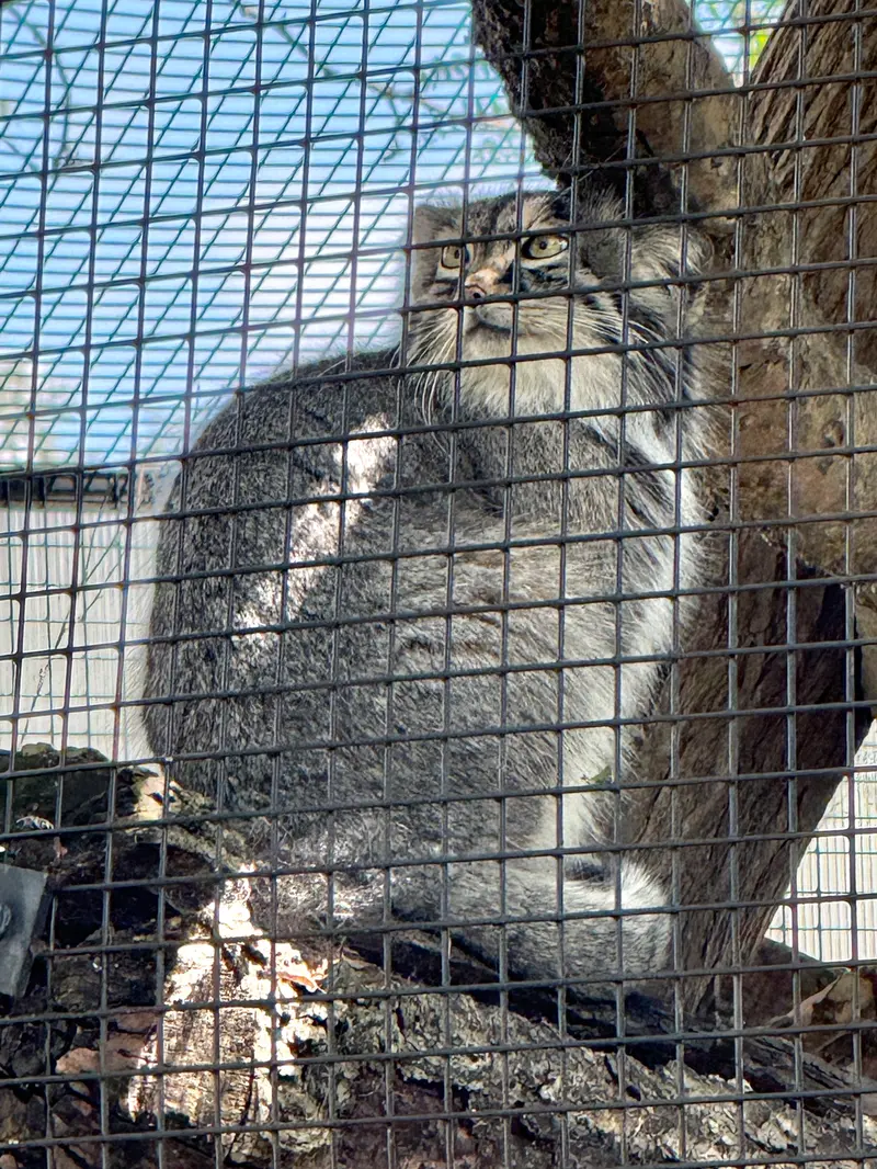 A photograph of Eevie in Niabi Zoo