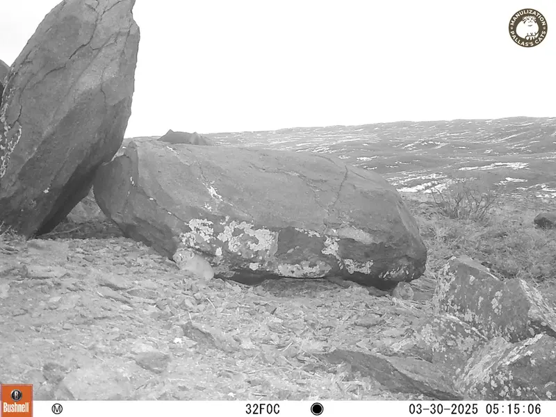 A photograph of Kazakh pika from Koshkar camera trap