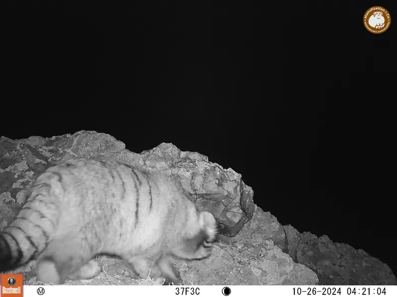 A photograph of Otocolobus manul manul from Besshoky 1 camera trap