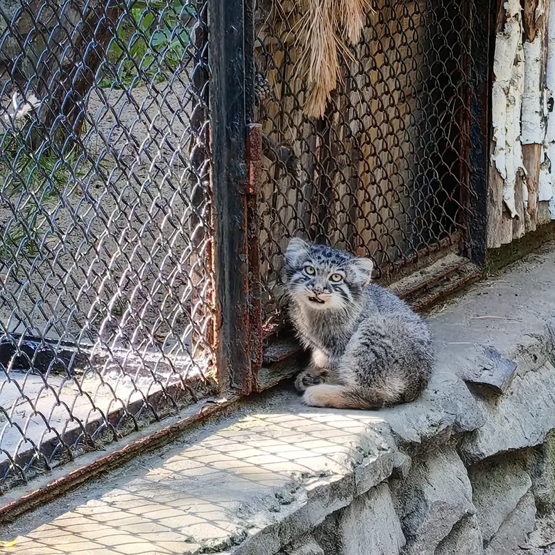 A photograph of Kitten of Eve b.2026 Ⅰ in Novosibirsk Zoo