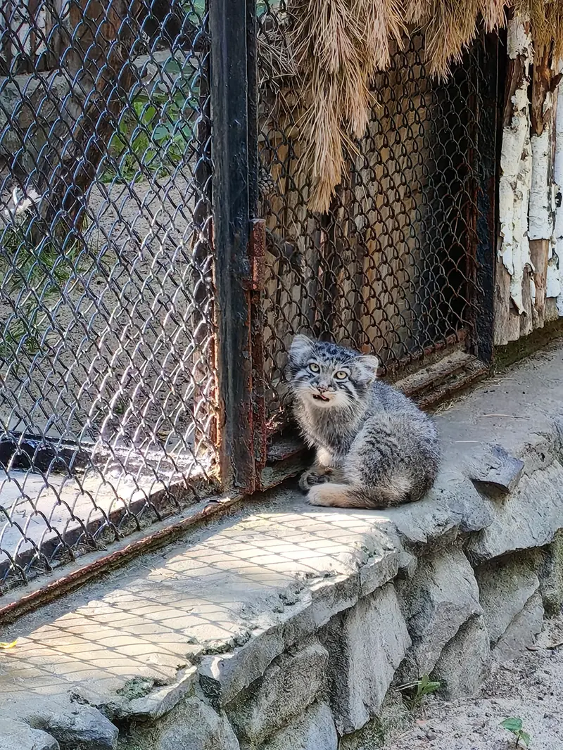 A photograph of Kitten of Eve b.2026 Ⅰ in Novosibirsk Zoo