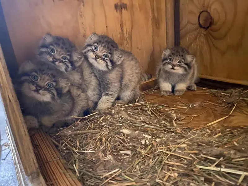 They are so cute!