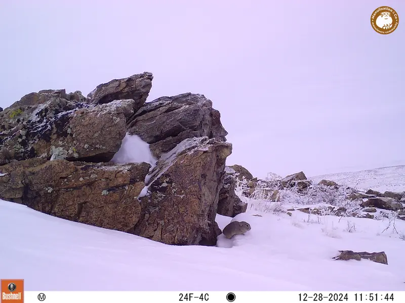 A photograph of Pika from Karashoky camera trap