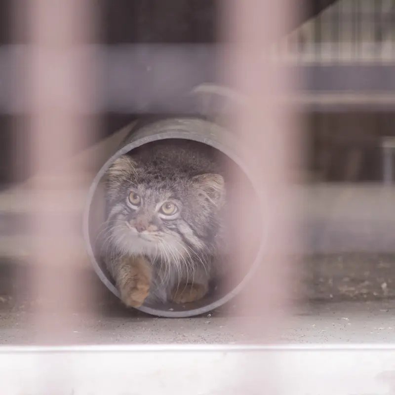 A photograph of Figa in Nogeyama Zoo
