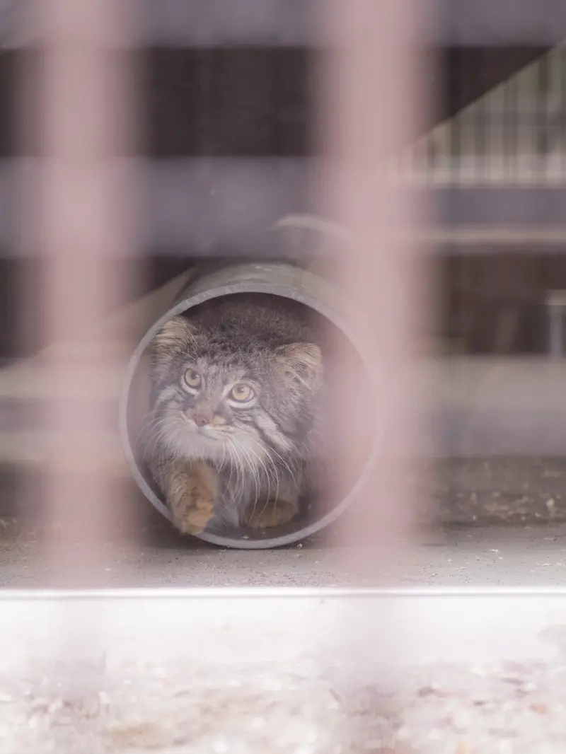A photograph of Figa in Nogeyama Zoo