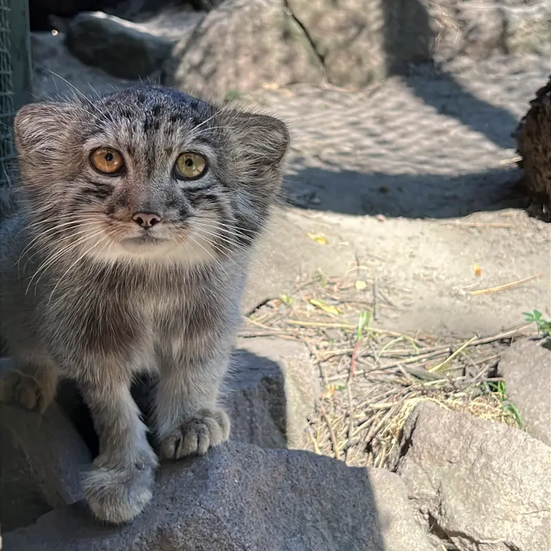 A photograph of Boris Ⅱ in Budapest Zoo & Botanical Garden