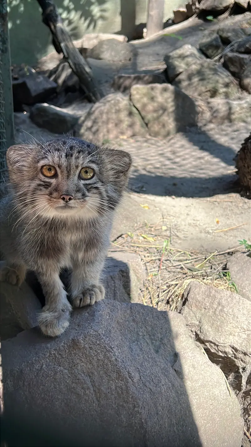 A photograph of Boris Ⅱ in Budapest Zoo & Botanical Garden