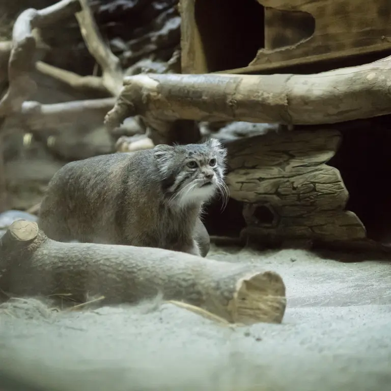A photograph of Klyon in Ueno Zoological Gardens