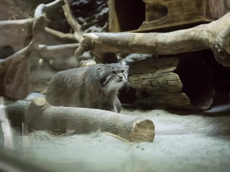 A photograph of Klyon in Ueno Zoological Gardens