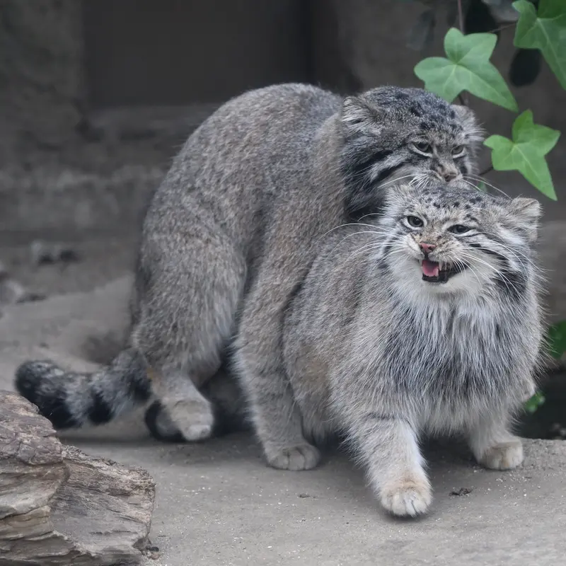 A photograph of Az in Kobe Animal Kingdom