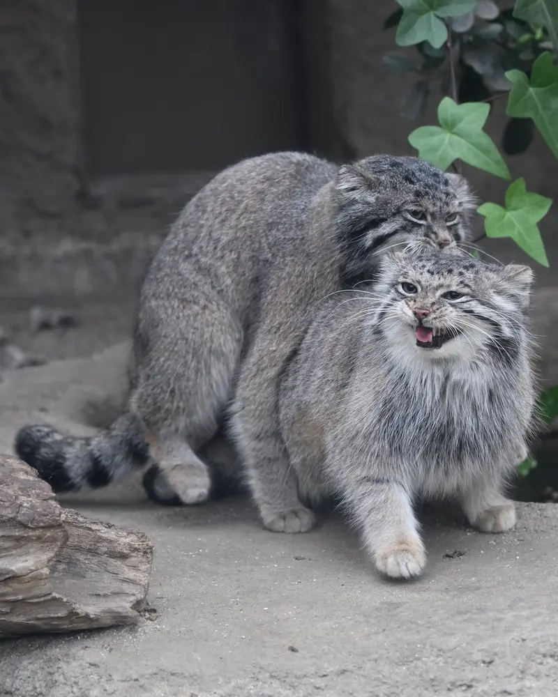 A photograph of Az in Kobe Animal Kingdom