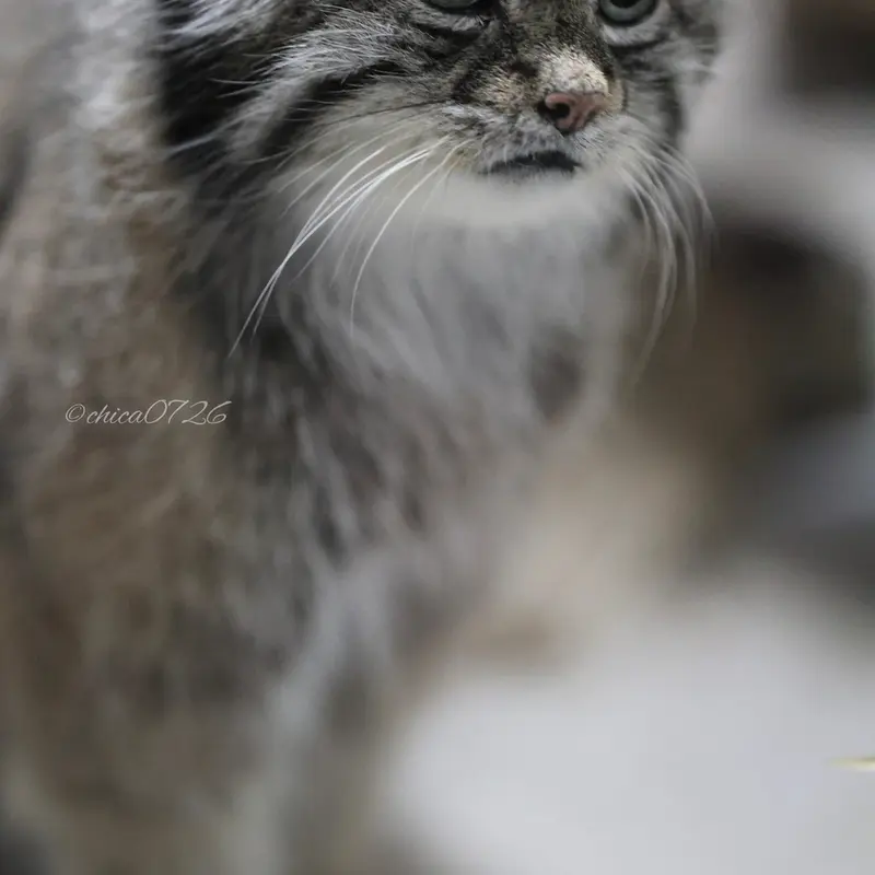 A photograph of Klyon in Ueno Zoological Gardens