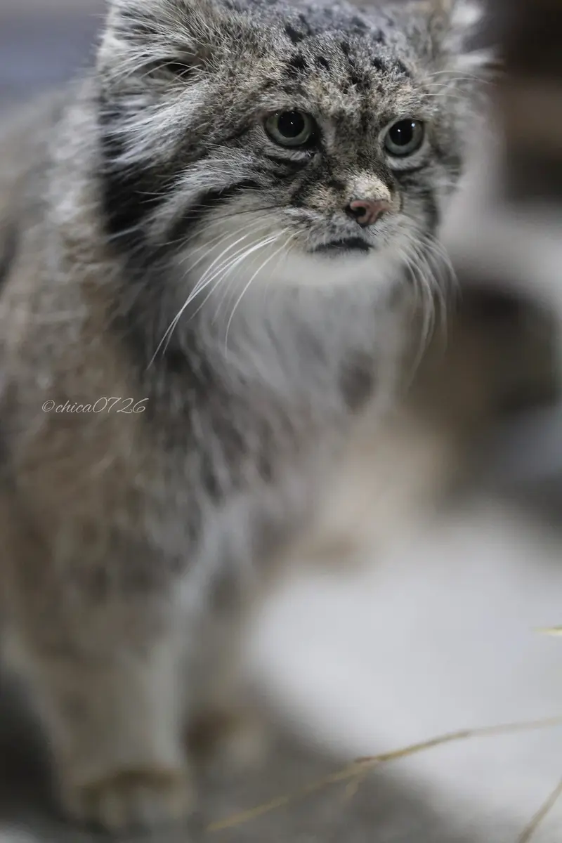 A photograph of Klyon in Ueno Zoological Gardens