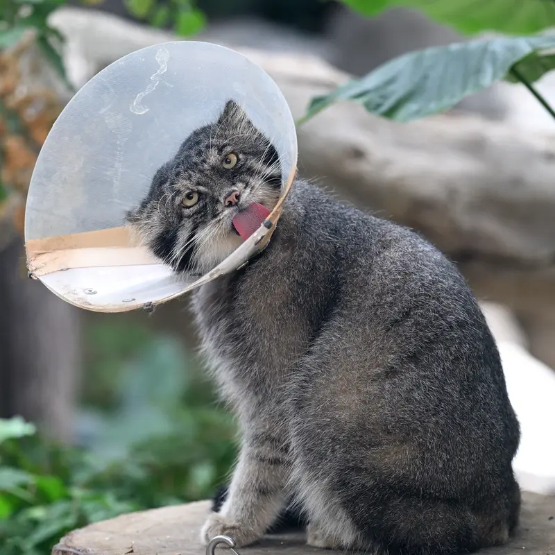 A photograph of Nar in Kobe Animal Kingdom