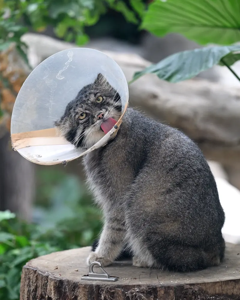 A photograph of Nar in Kobe Animal Kingdom