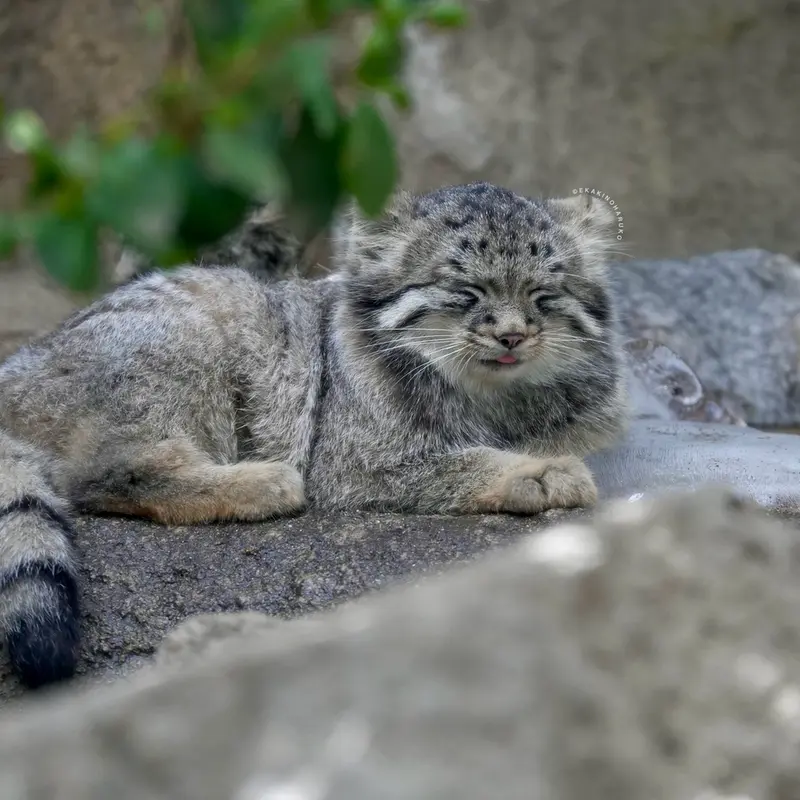 A photograph of Haku in Kobe Animal Kingdom