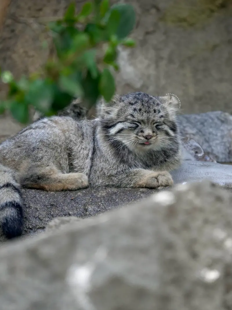 A photograph of Haku in Kobe Animal Kingdom