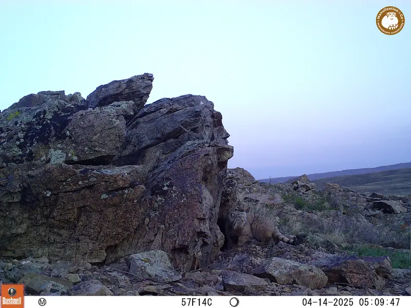 A photograph of Otocolobus manul manul from Karashoky camera trap