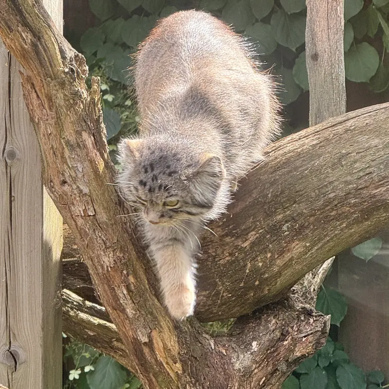 A photograph of Mars in Tallinn Zoo