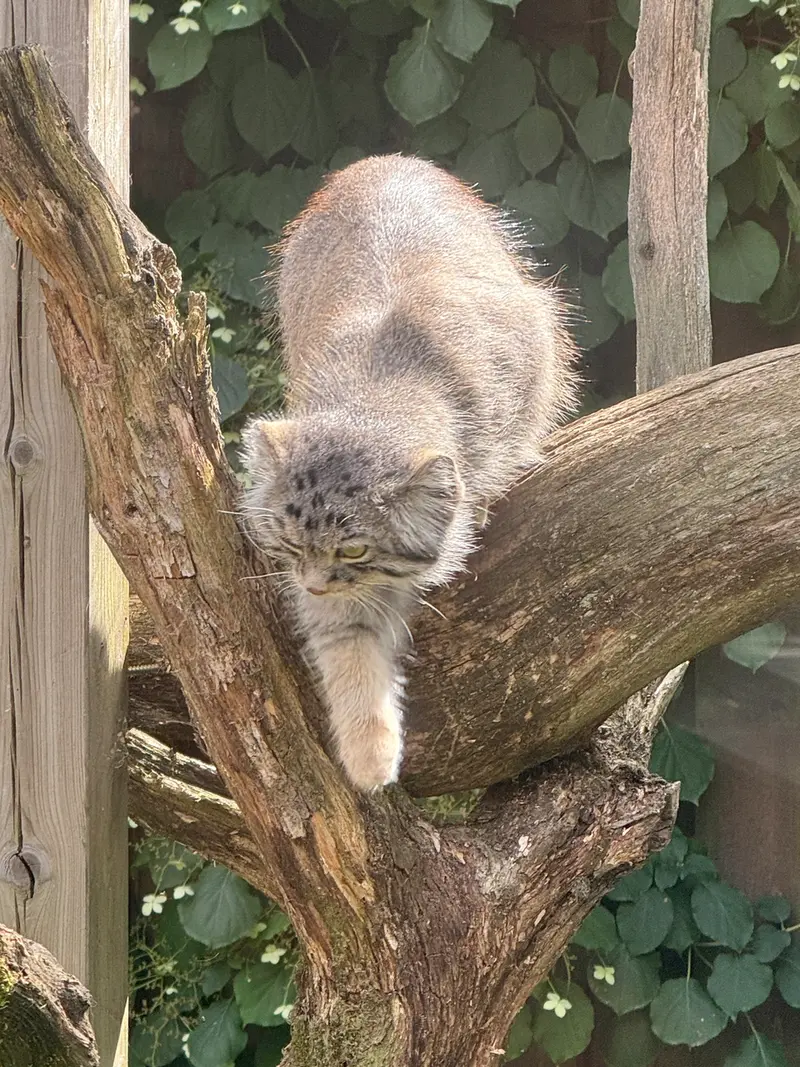 A photograph of Mars in Tallinn Zoo