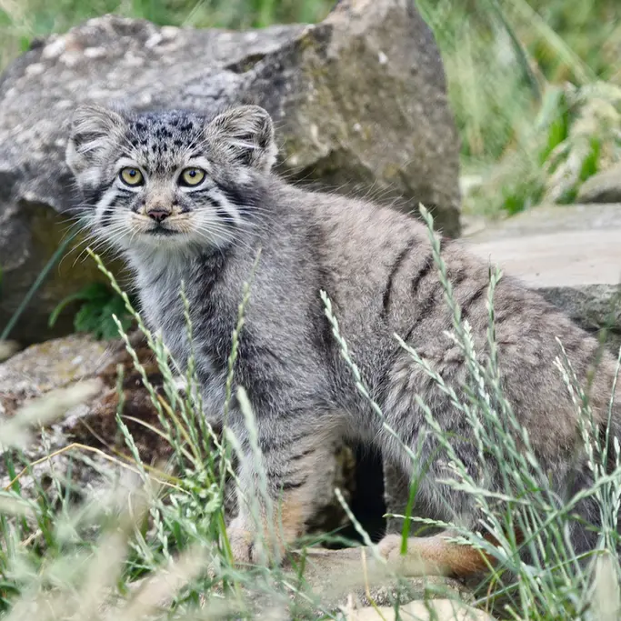 A photograph of a Pallas's cat in Port Lympne Wild Animal Park