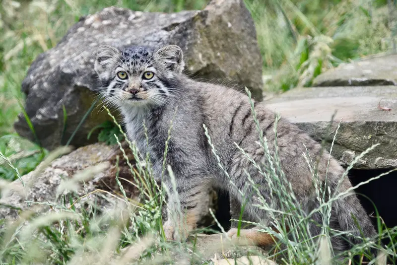A photograph of a Pallas's cat in Port Lympne Wild Animal Park