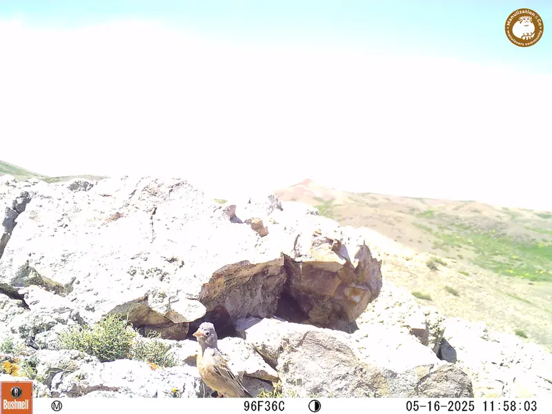 A photograph of a Pallas&#039;s cat from Besshoky 1 camera trap