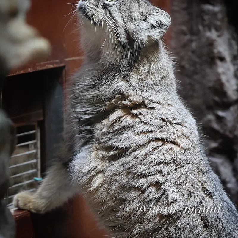 A photograph of Primula in Ueno Zoological Gardens