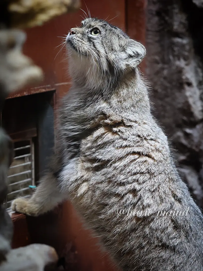 A photograph of Primula in Ueno Zoological Gardens