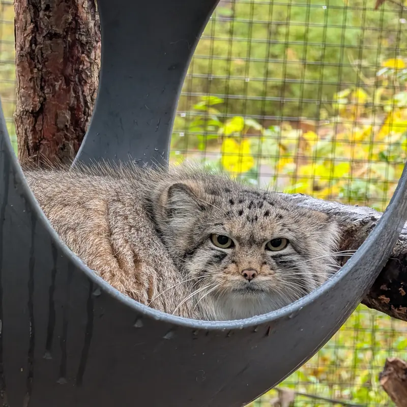 A photograph of Brie in Oglebay Good Zoo