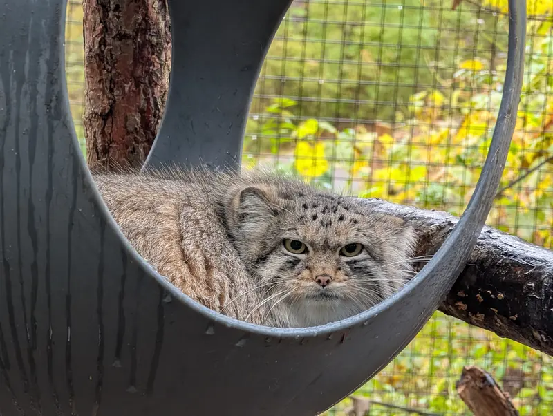 A photograph of Brie in Oglebay Good Zoo