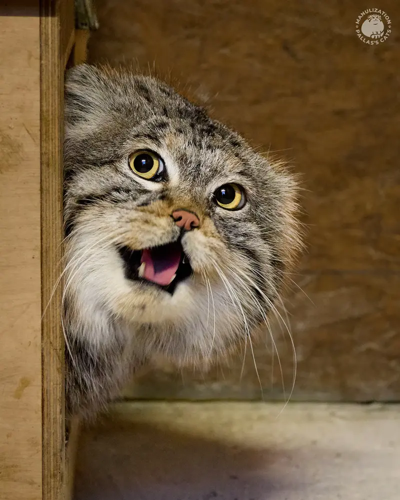 Manul of the day