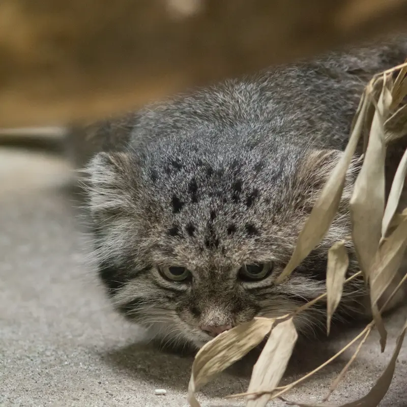 A photograph of Klyon in Ueno Zoological Gardens
