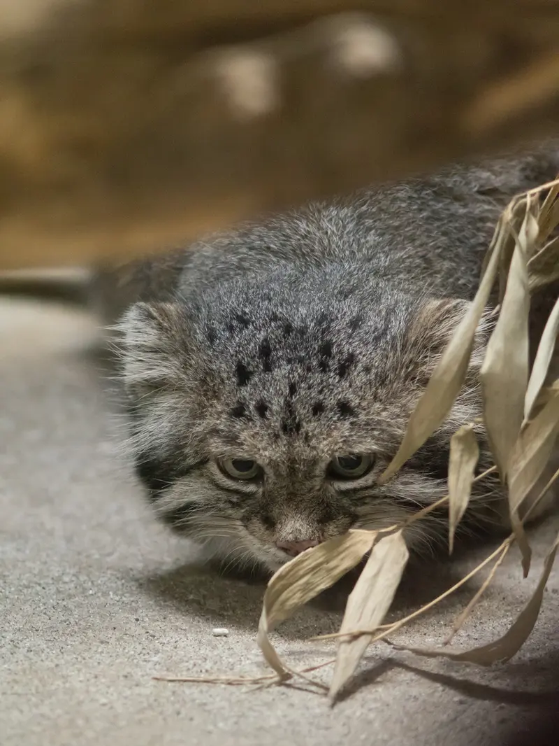 A photograph of Klyon in Ueno Zoological Gardens