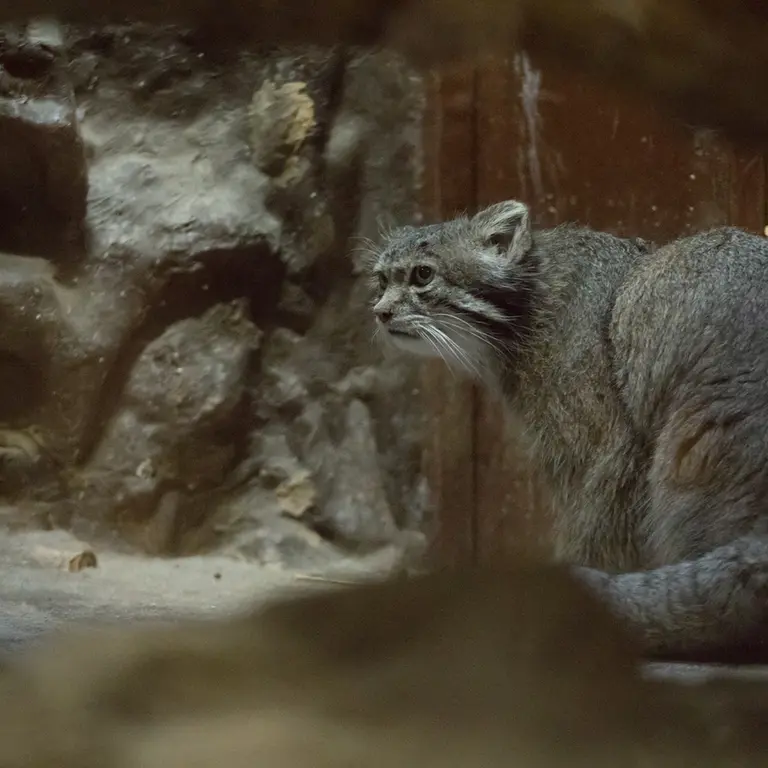 A photograph of Klyon in Ueno Zoological Gardens