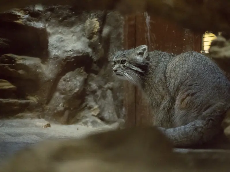 A photograph of Klyon in Ueno Zoological Gardens