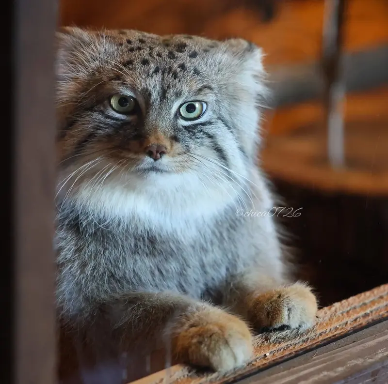 A photograph of a Pallas's cat