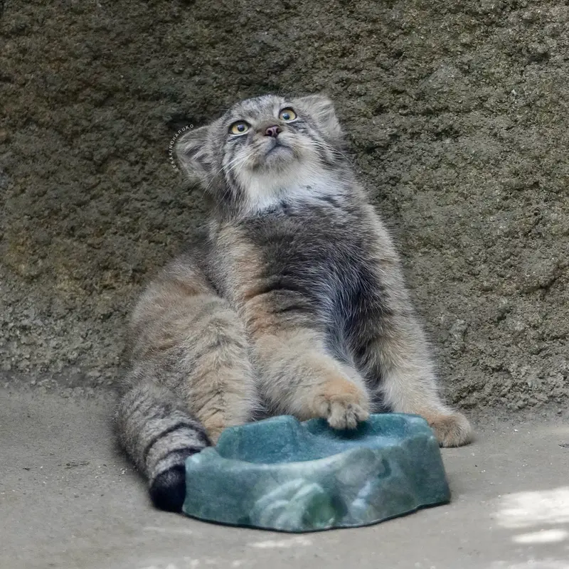 A photograph of San in Kobe Animal Kingdom