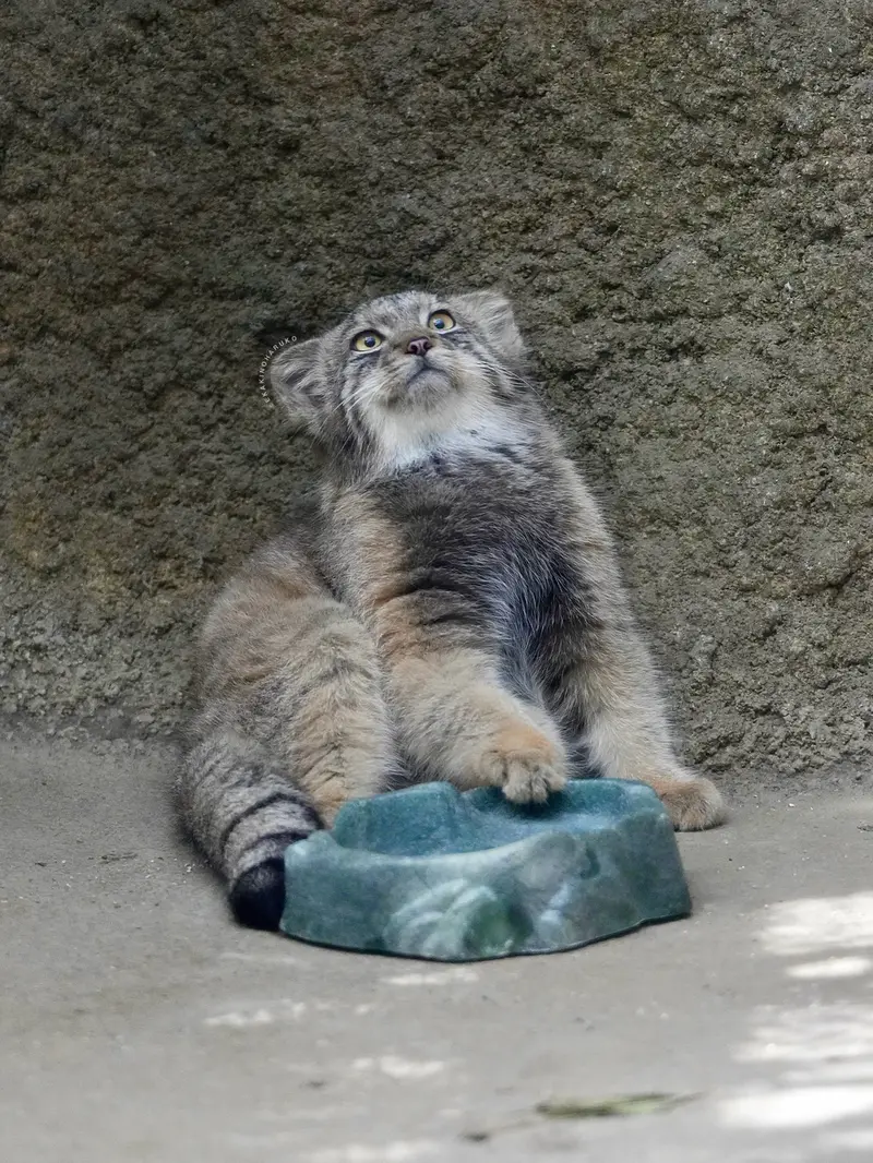 A photograph of San in Kobe Animal Kingdom