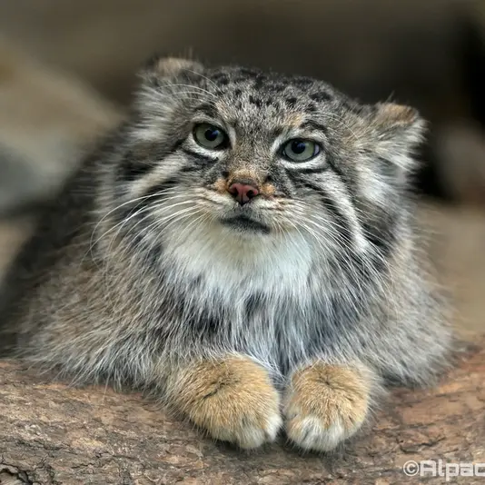 A photograph of Az in Kobe Animal Kingdom