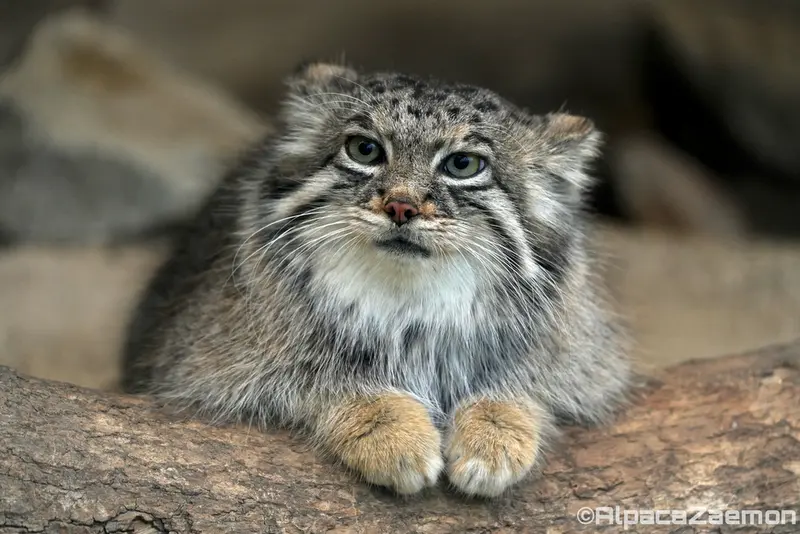 A photograph of Az in Kobe Animal Kingdom