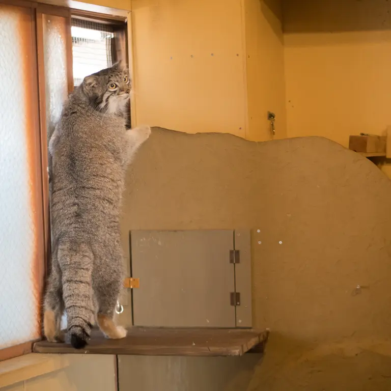 A photograph of Oto in Saitama Children's Zoo