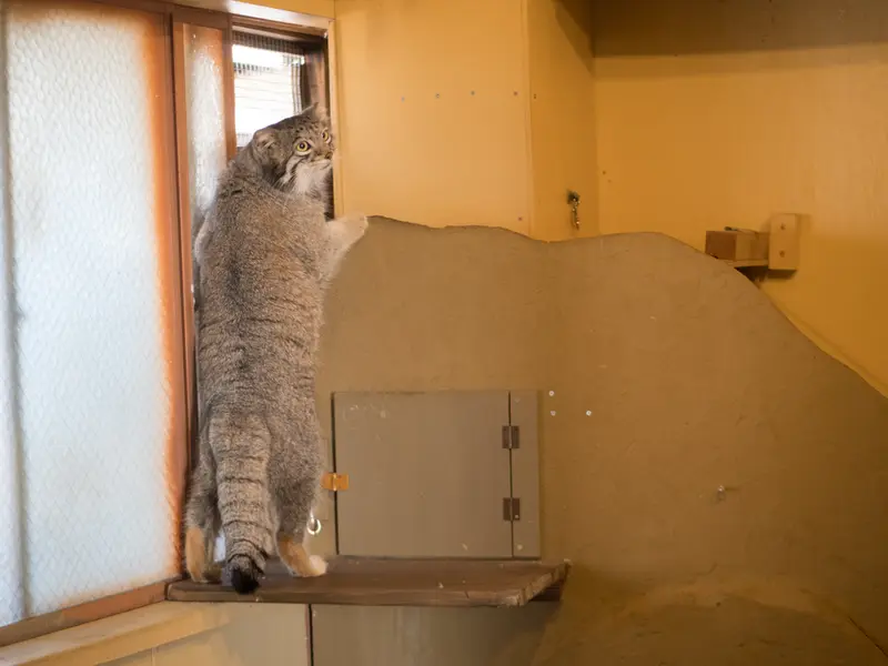 A photograph of Oto in Saitama Children's Zoo