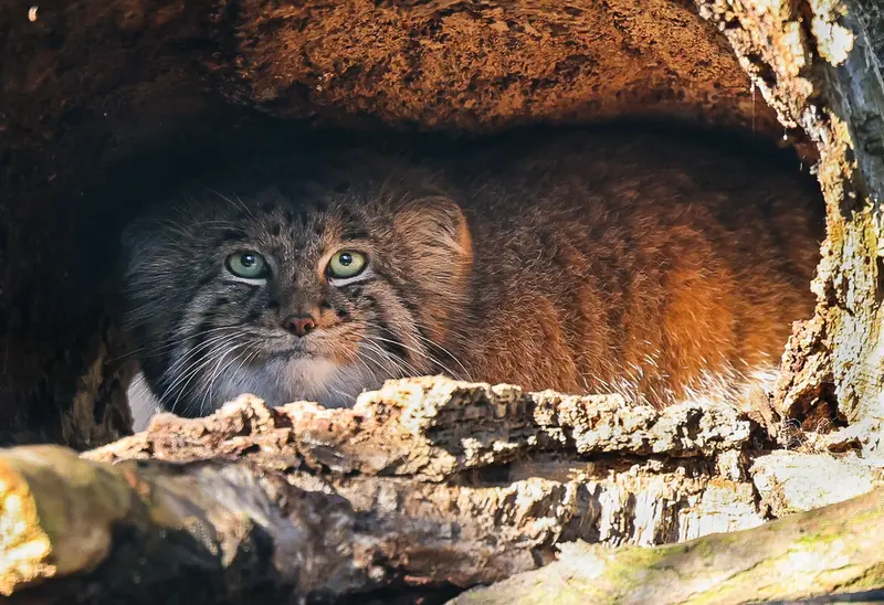 A photograph of Dersu in Dessau Zoo